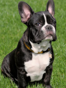 <p>Bouledogue français</p>