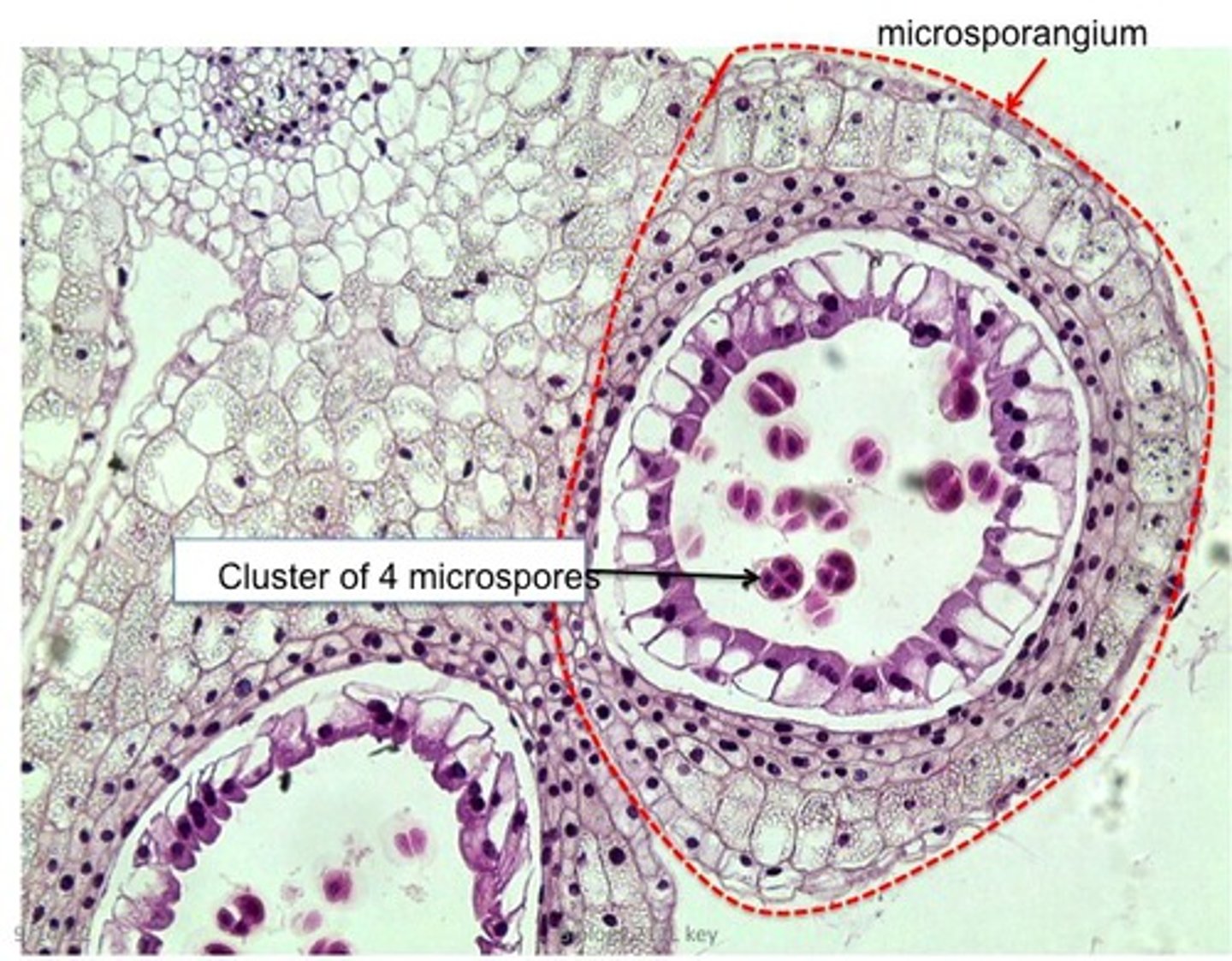 <p>male spores that develop into male gametophytes, produce only male gametes</p>