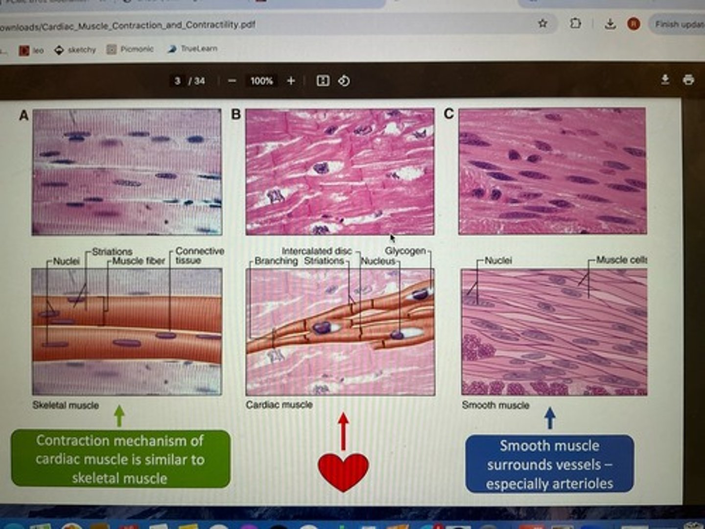 <p>skeletal, cardiac, smooth</p>