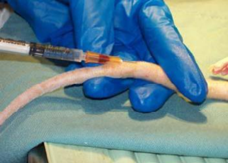 <ul><li><p><span style="color: red;"><strong>false</strong></span>, IV injections in ice are given in the lateral tail vein.</p></li></ul><p></p>