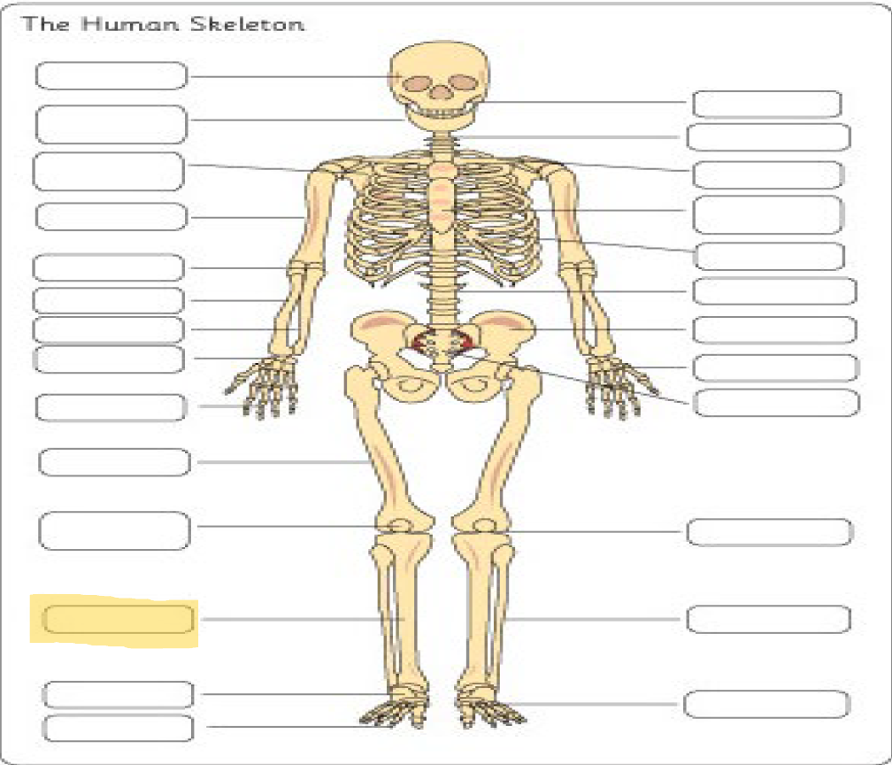 <p>What is this Bone?</p>