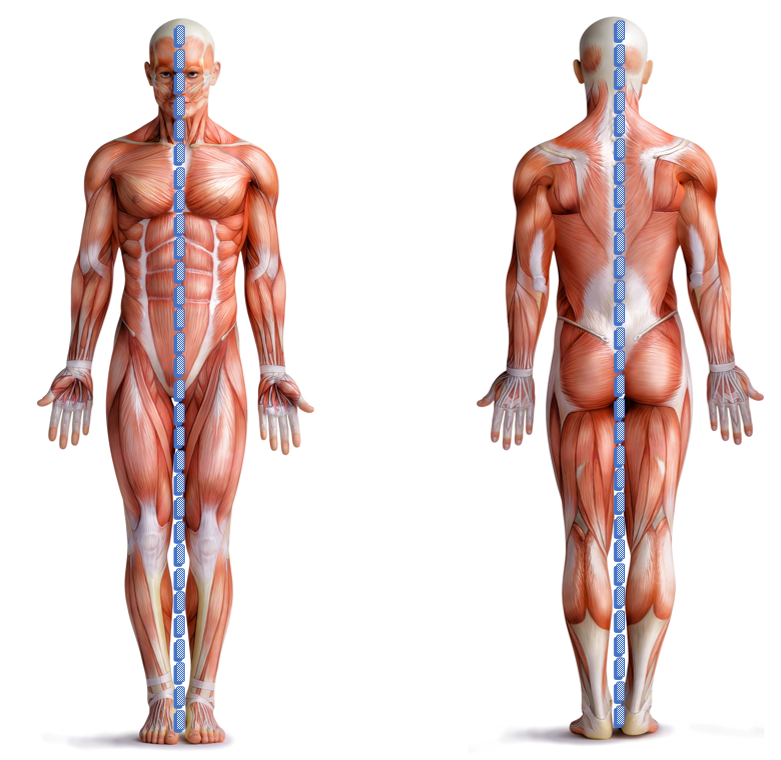 <p>Why is the anatomical position used as the standard reference to describe body parts and their relationship to each other? (4 marks)</p>