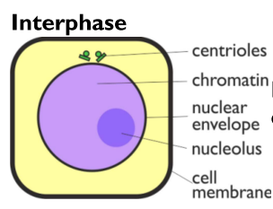 <p>DNA, histones &amp; centrioles are all replicated</p>