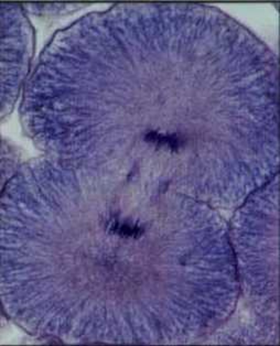 <p>- The chromosomes have clustered together near the spindle poles, where new nuclear envelope develop around them. The spindle slowly dissolves. In animal cells, cytokinesis occurs with a cleavage furrow dividing one cell into two cells</p>