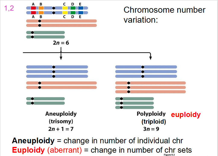<p>one or more complete sets of chromosomes are added/lost</p><p>- if you lose a set, you have 23 chr</p><p>- if you gain a set, you have 69 chr</p><p>- NOT VIABLE for life</p>