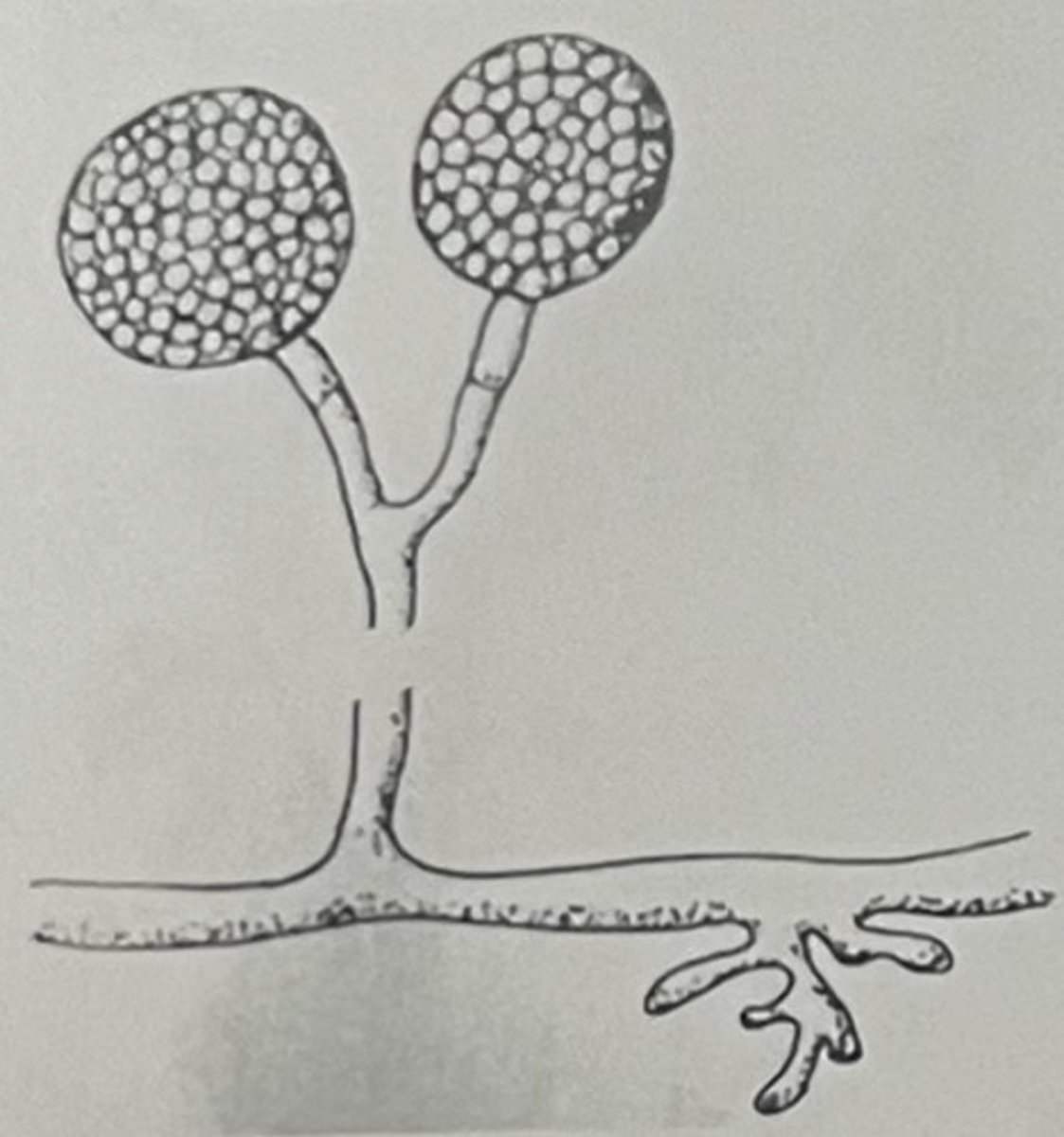 <p>Branched sporangiophore</p><p>Alternate rhizoids </p>