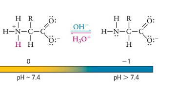 <ul><li><p>a proton is lost from the amino group</p></li><li><p>- net charge</p></li><li><p>deprotonates</p></li></ul>
