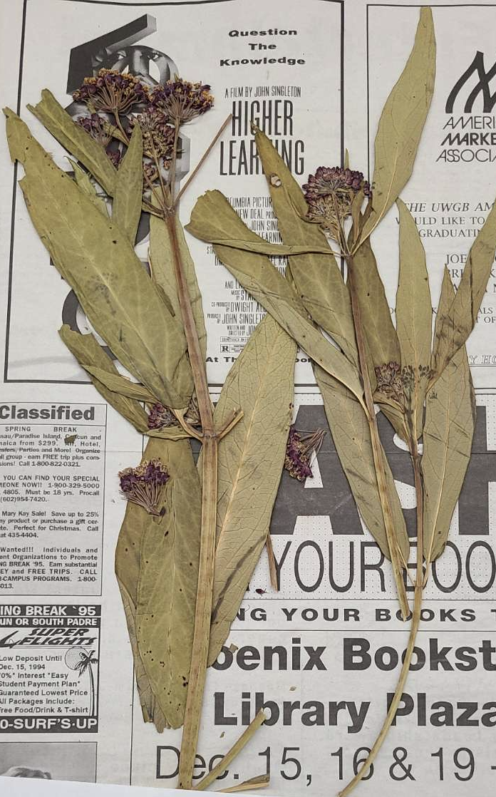 <p>plant?</p>