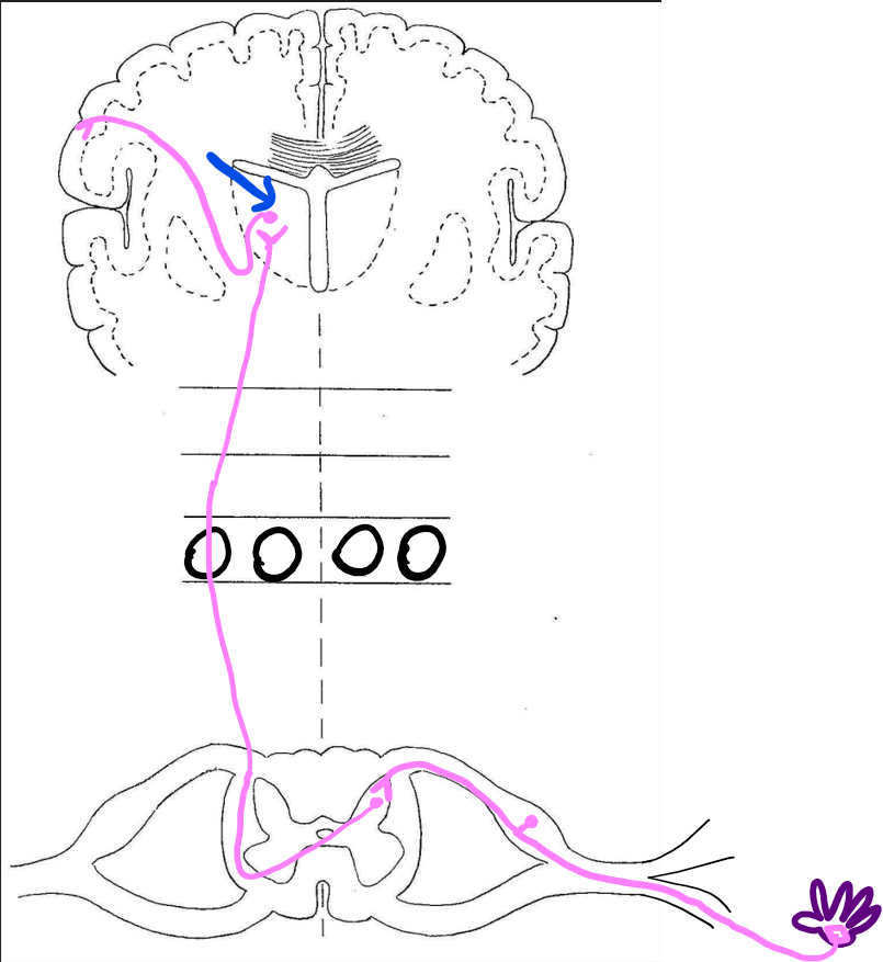 <p>thalamus</p>