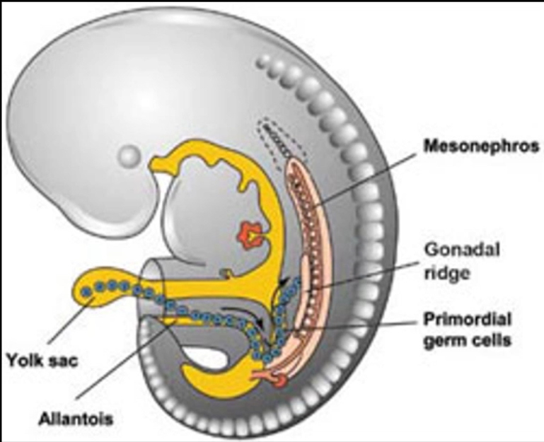 <p>Cells that will become eggs or sperm originate from primordial germ cells (PGC)</p><p></p><p>PGCs first identifiable in the yolk sac of the developing foetus at 3 weeks after conception</p><p></p><p>Primordial germ cells</p><ul><li><p>﻿﻿Undergo many cycles of mitosis</p></li><li><p>﻿﻿They migrate to the genital ridge in the foetus</p></li></ul><ul><li><p>﻿﻿The genital ridge becomes the gonad</p></li><li><p>﻿﻿Further differentiation of the PGC into male/female gametes depend on the sexual differentiation/development of the gonad i.e. into ovary or testis</p></li></ul><p></p><p>If PGCs enter the ovary they become oocytes</p><p></p><ol><li><p>Primordial germ cells migrate to the fetal ovary early in development.</p></li><li><p>They divide by mitosis to form oogonia.</p></li><li><p>Oogonia enter meiosis I during fetal life and are then called primary oocytes.</p></li><li><p>Meiosis arrests in prophase I and remains arrested until puberty (or ovulation).</p></li><li><p>Each primary oocyte becomes surrounded by a single layer of flattened pre-granulosa cells derived from ovarian somatic cells.</p></li><li><p>This structure (primary oocyte + flattened granulosa cells) forms a primordial follicle.</p></li><li><p>Large numbers of oocytes undergo apoptosis before birth, greatly reducing the oocyte pool.</p></li><li><p>At birth, a fixed number of primordial follicles remains (the ovarian reserve).</p></li><li><p>From puberty, small numbers of primordial follicles are recruited each cycle; most undergo atresia, and usually one ovulates.</p></li><li><p>The ovarian reserve continues to decline throughout life until menopause, when follicles are depleted.</p></li></ol><p></p><p>All the eggs a woman will ever have</p>