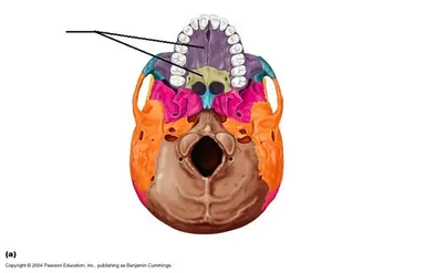 knowt flashcard image