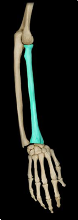 <p>lower arm bone of the medial/thumb side</p>