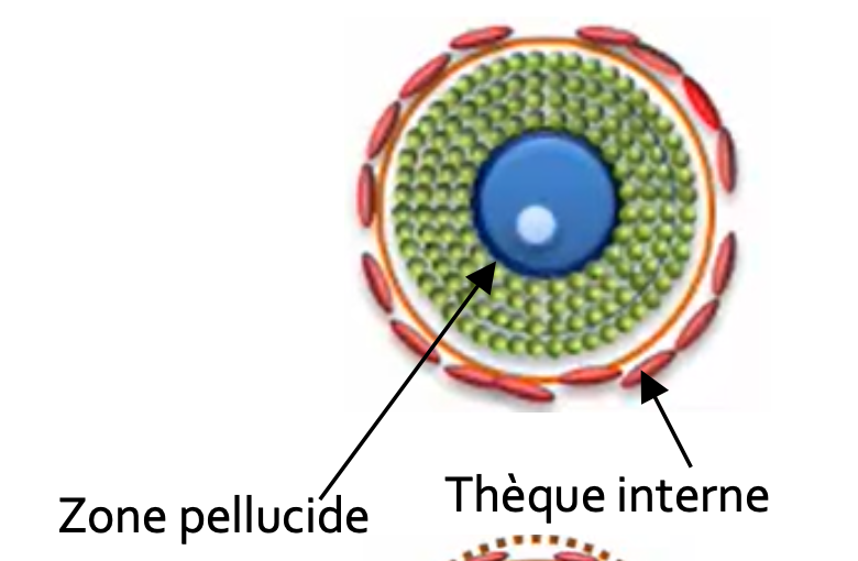 <p>Apparition de la <strong>zone pellucide</strong> (membrane du <strong>globule polaire</strong>), entre l’ovocyte et les cellules folliculeuses (prolongements trans-zonal)</p>