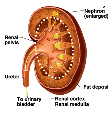 <p>-location of longer loops of Henle</p><p>-drainage of collecting ducts into renal pelvis and ureter </p>