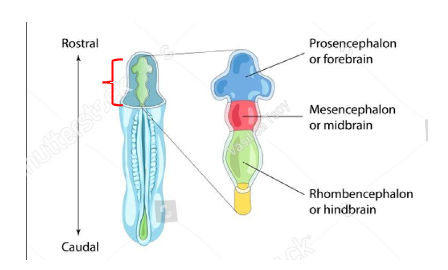 <p>It forms three vesicles at the rostral (head) end, with this regionalisation influenced by a gradient of Wnt protein</p>