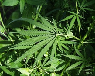 No, correlation is not causation.
You must do rigorous testing to prove causation.

Just because people get hungry when using marijuana, it does not mean that marijuana causes hunger