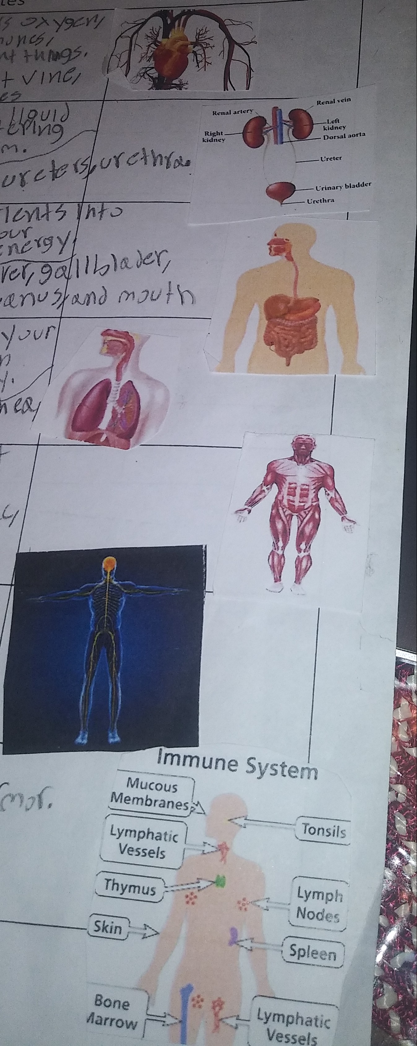 <p>Be sure you are able to identify the various body systems that we have been studying (by the image of their overall system as well as by the individual organs that the systems are composed of.)</p>
