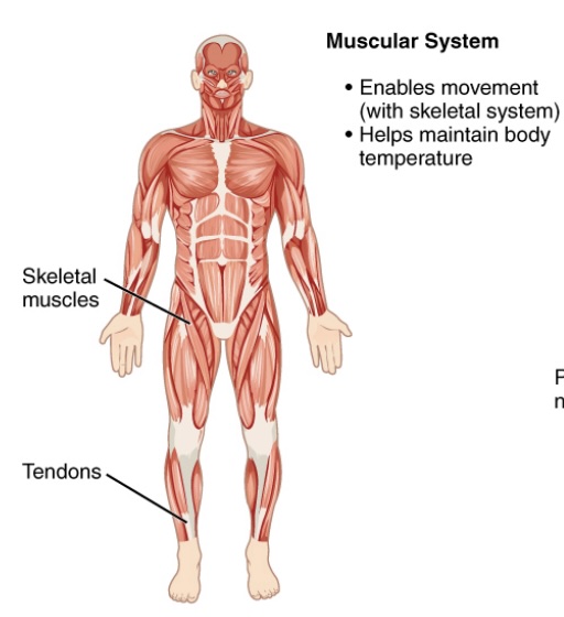 <p>muscles</p><p>-contains: </p><ol><li><p>skeletal muscles, </p></li><li><p>tendons</p></li></ol><p>-function:</p><ol><li><p>provides movement (with skeletal system);</p></li><li><p>helps maintain body temperature</p></li></ol><p></p><p>-also have things like cardiac muscle, smooth muscle, etc - these work in different ways but all produce motion</p>