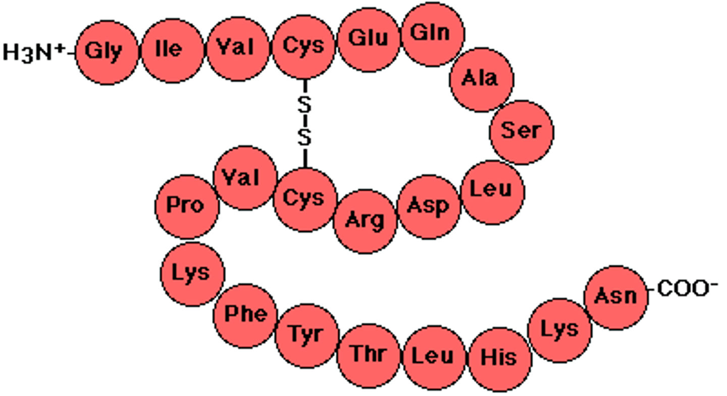 <p>sequence of amino acids</p>