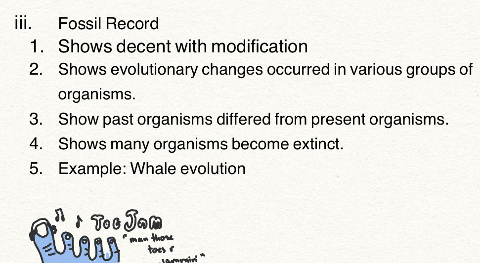 Shows descent with modification

Shows what evolutionary changes occurred in various groups of organisms

Shows how past organisms differed from present organisms