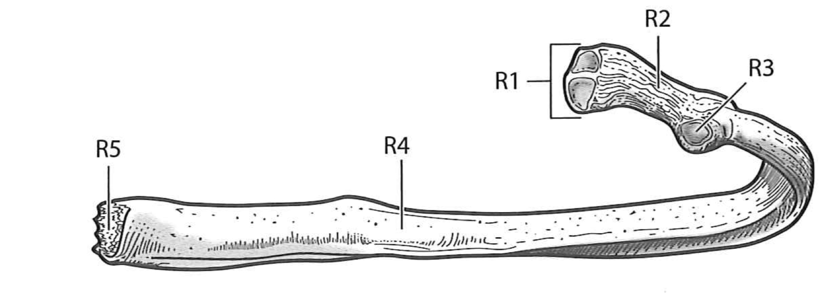 <p>R1</p>