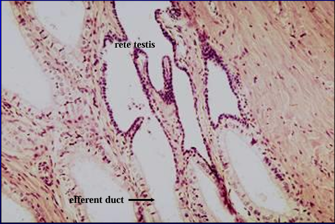 <p>Rete testis and efferent duct. </p><p>The <strong>rete testis</strong> is <strong>lined by a low simple cuboidal epithelium. </strong></p><p>The <strong>lining epithelium of the efferent duct is simple columnar</strong></p>