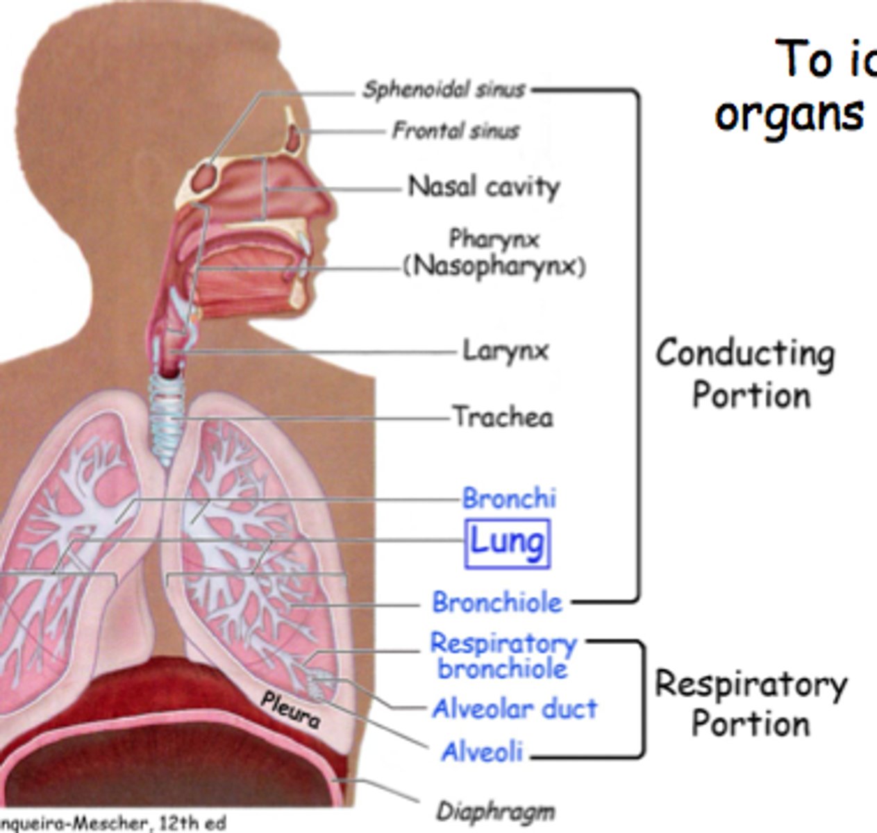 <p>Respiratory bronchioles</p><p>Alveolar ducts</p><p>Alveolar sacs</p><p>Alveoli</p>