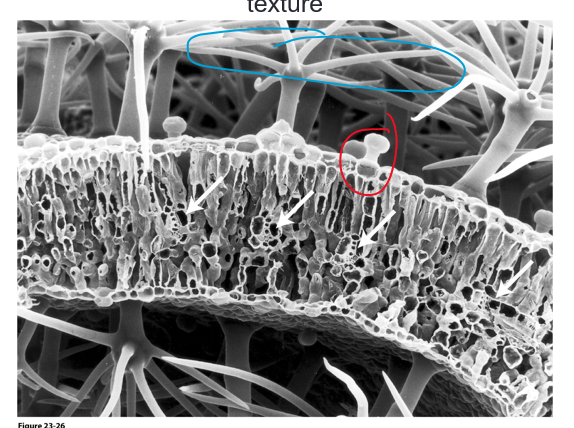 <p>mushroom shaped trichomes are [glandular], while the branched trichomes are what gives the leaf a furry texture</p>