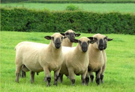 <p>what breed is this</p>