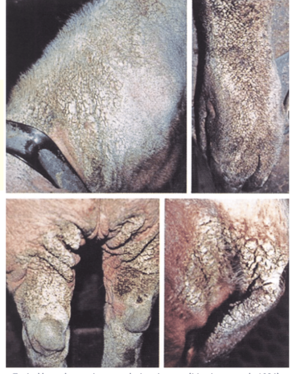 <p>Target the breeding animals: they are the source of infestation;</p><p>Aim to prevent infestation of the piglets from the sow;</p><p>- ‘All in all out’</p><p>- Boars: treat regularly (every 2 to 3 months) because of</p><p>their constant contact with sows;</p><p>- Sows/gilts: treat 7-14 days prior to farrowing </p><p>- Piglets: treat at weaning and during the growing period as required </p><p>- Purchase pigs from free farms and check them very carefully during the period of isolation;</p><p>- Treat all animals introduced into the herd;</p><p>Elimination (eradication): possible (most programmes use Ivermectin or Doramectin);</p>