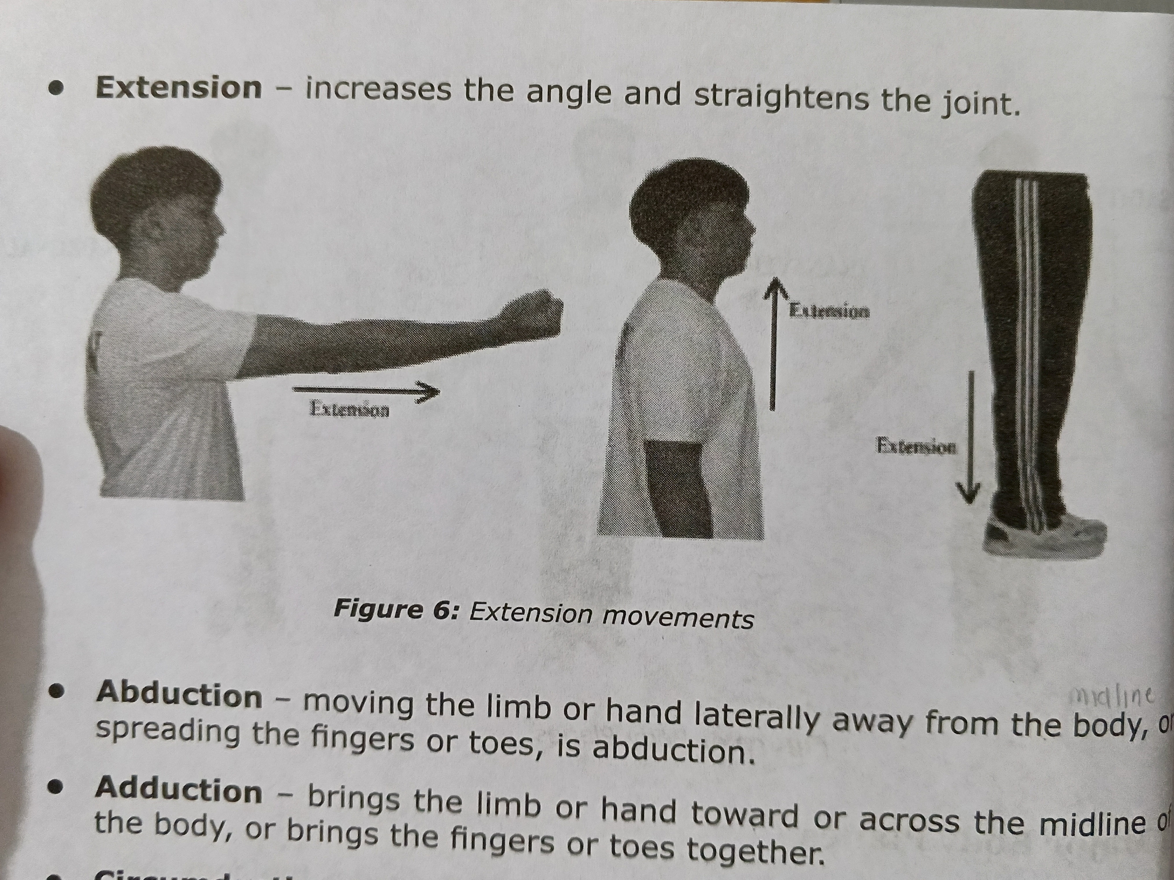 <p>Increases (more linear) the angle and <em>straightens </em>the joint. </p>