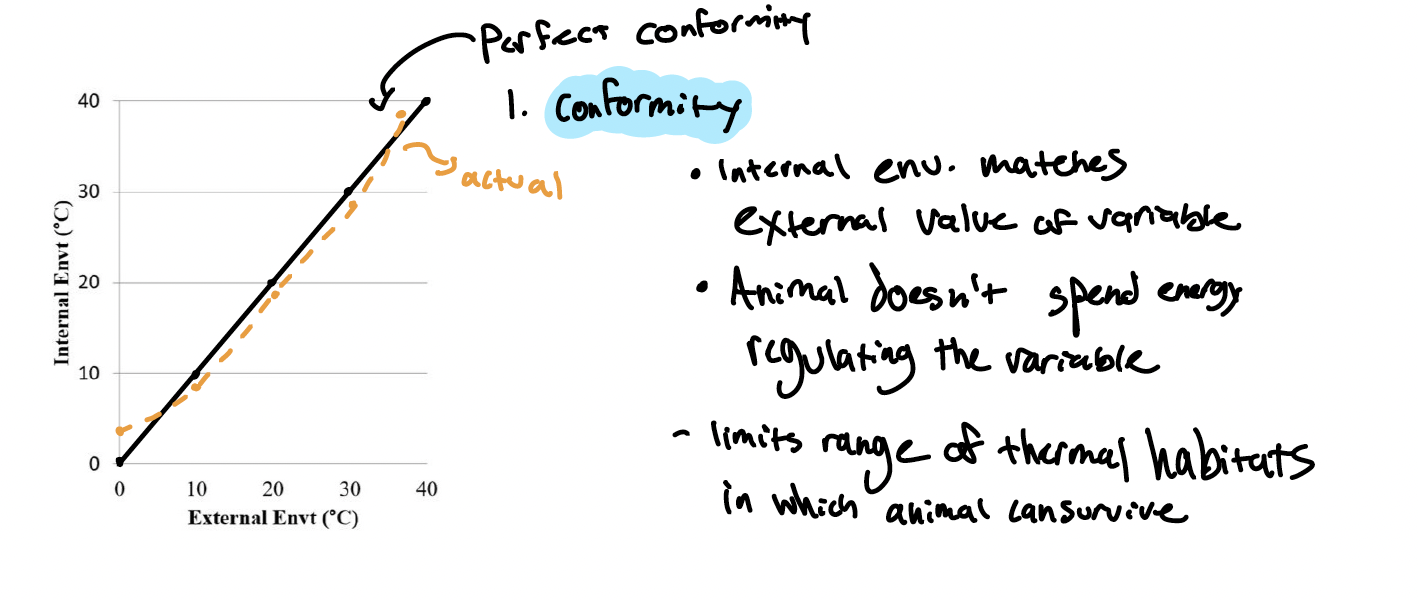 <p>Conformer</p>