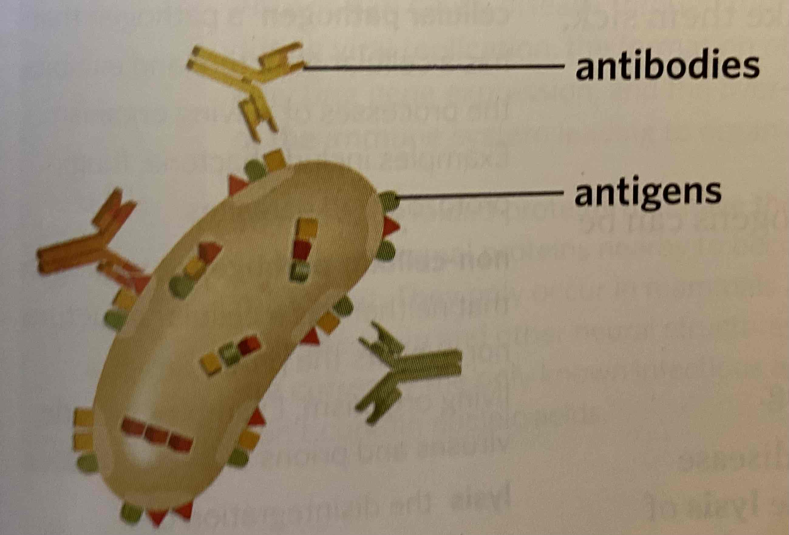 <p>Non-self antigen</p>