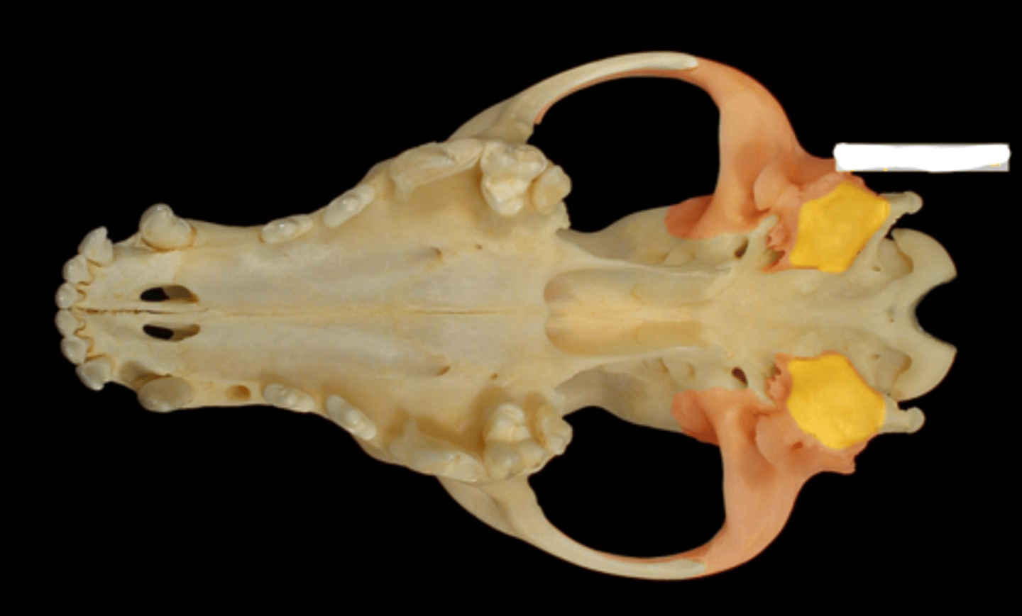 <p>What is the yellow highlighted region?</p>