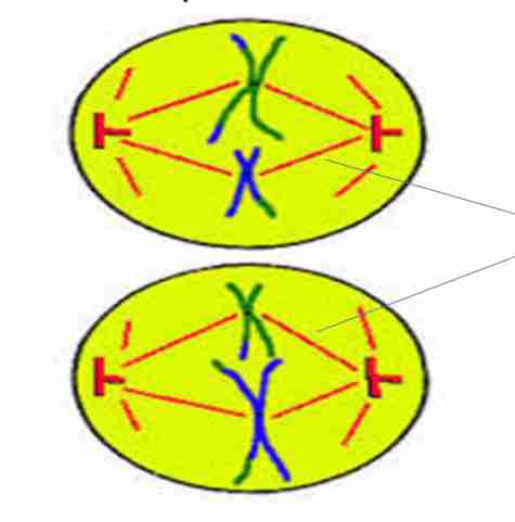 <p>Each chromosome is</p><p>composed of <strong>two sister</strong></p><p><strong>chromatids</strong> that are</p><p><strong>joined by a centromere</strong></p><p>and are attached to the</p><p>spindle fiber</p>