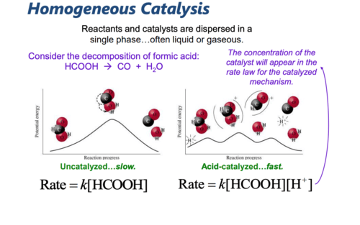 <p>a catalyst that is in the same phase as all the reactants and products in a reaction system</p>