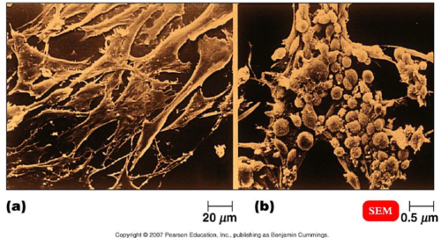 <p>structural changes in host seen with light microscope</p>