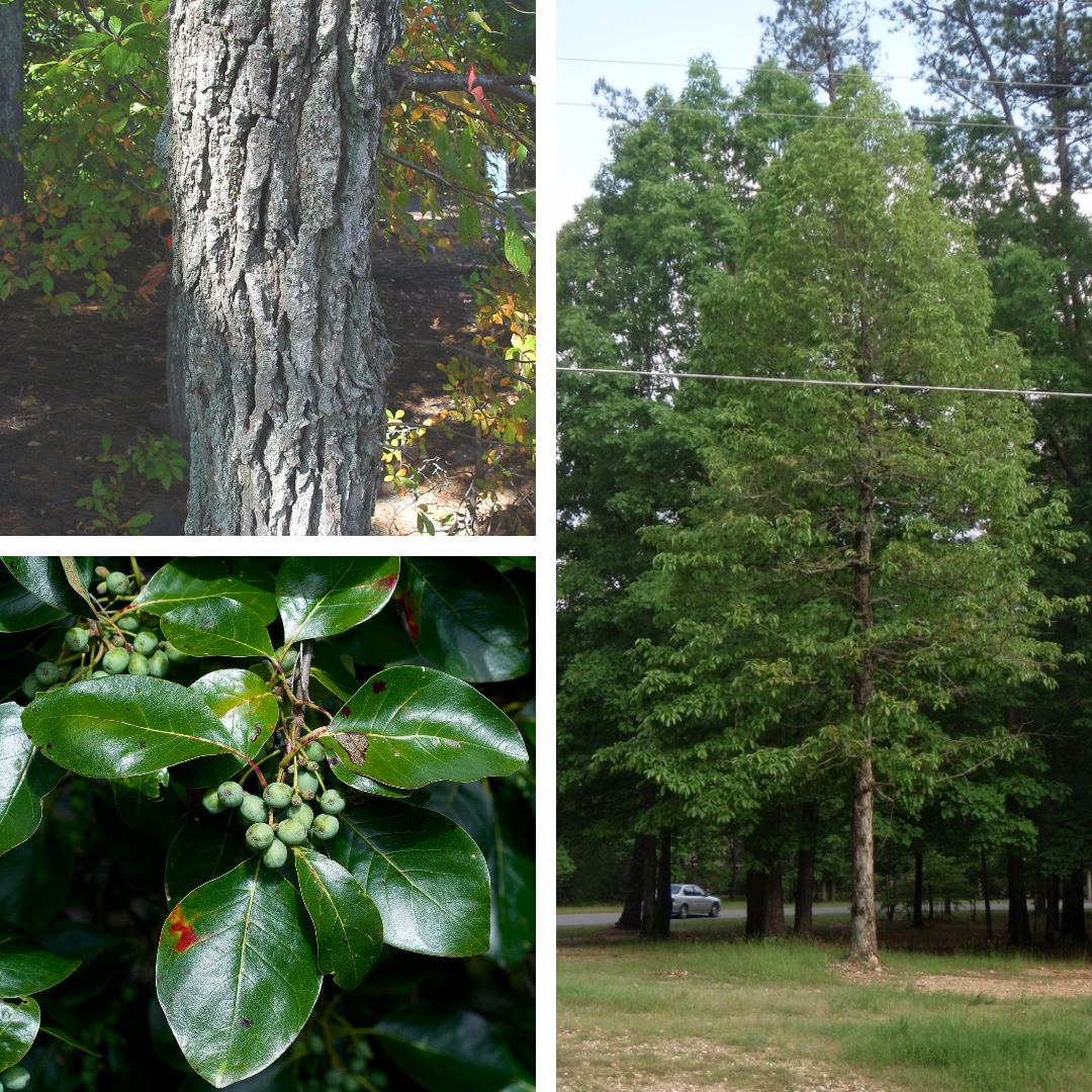 <p>Blackgum:</p><p>90° alternate twig, early red foliage, shiny complete leaves</p>