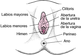 el ______________ es la apertura de la uretra hacia el exterior

* localizado anterior al orifico vaginal y posterior al clítoris