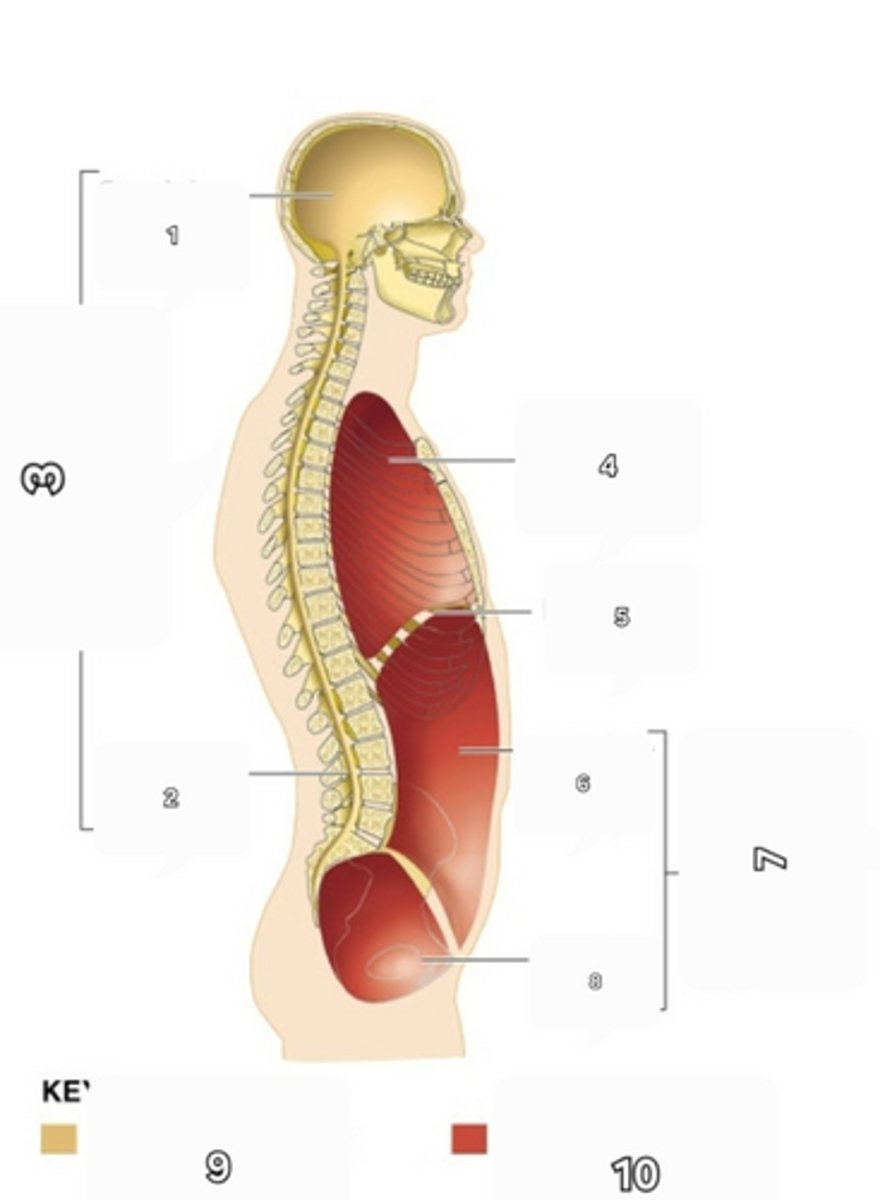 <p>7</p>
