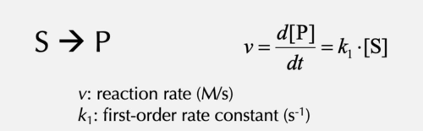 <p>At low concentrations of sucrose, reaction rate was directly dependent on the sucrose concentration</p><p>Example: k = 0.1 s-1 : 10% of the substrate reacts within 1 sec</p>