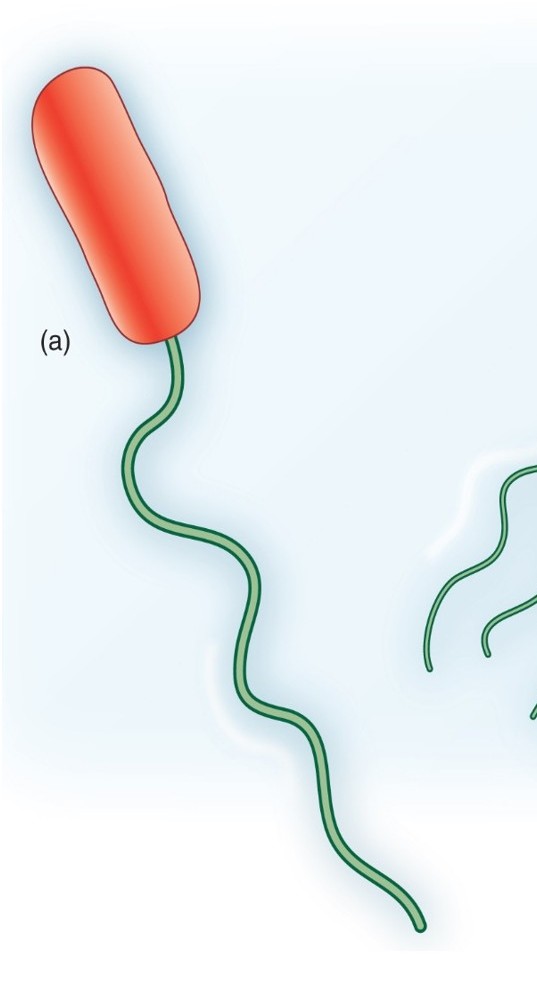 <p>Which arrangement of Flagella:</p><ul><li><p>Single flagellum</p></li></ul><p></p>