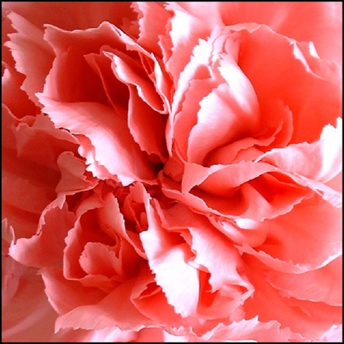 <p>Pink</p>