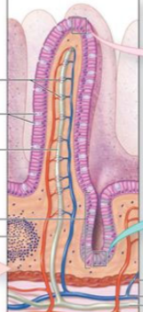 <p>To greatly increase the surface area of the GIT</p>