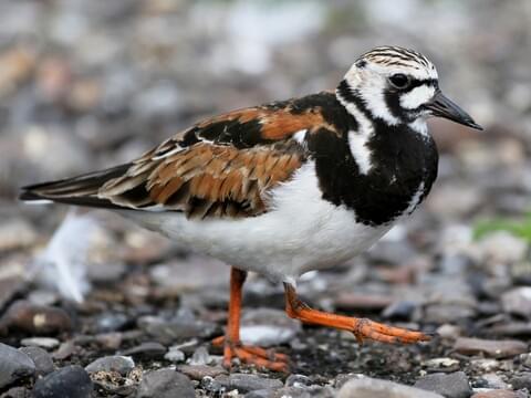 <p>Ruddy Turnstone</p>