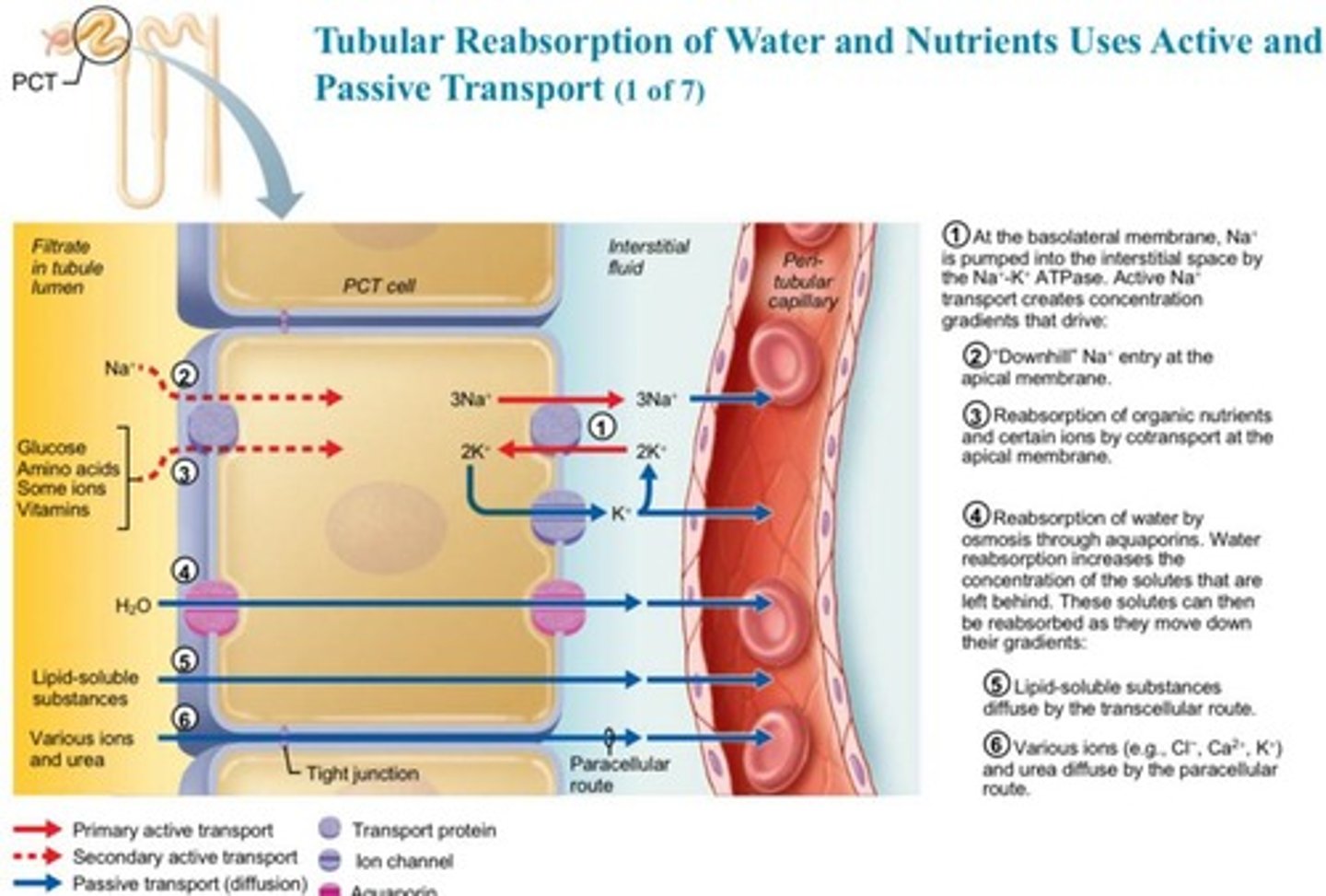 <p>The proximal convoluted tubule (PCT).</p>