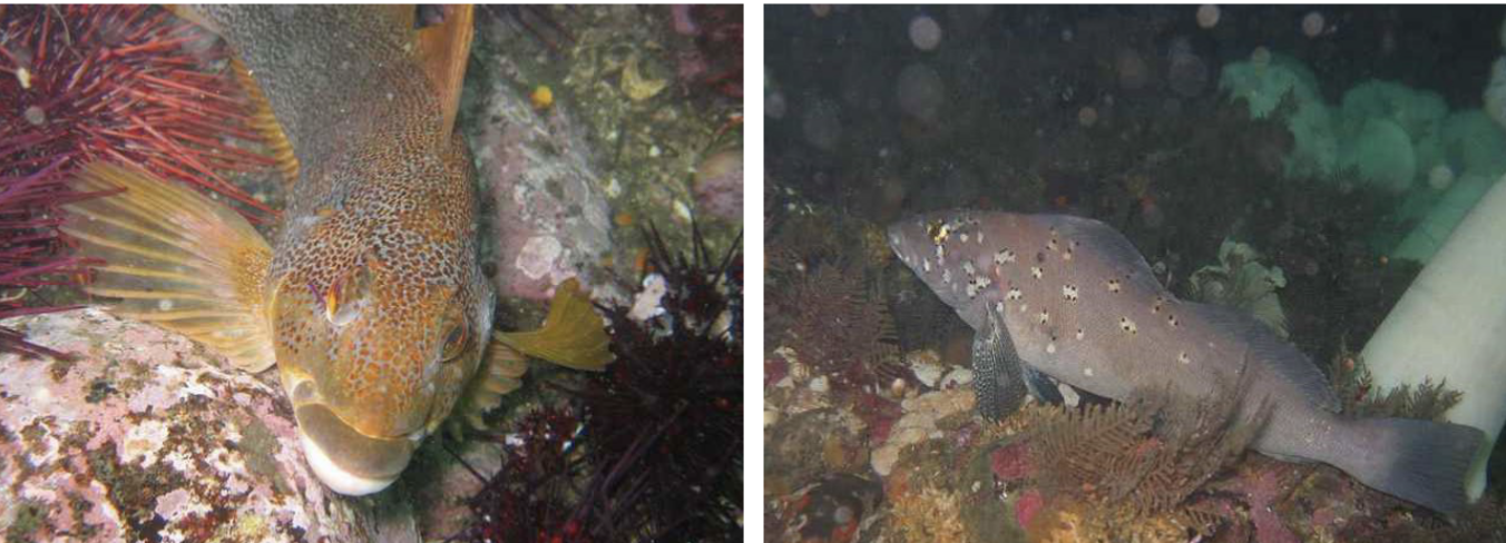 <p>Family hexagramidae</p>