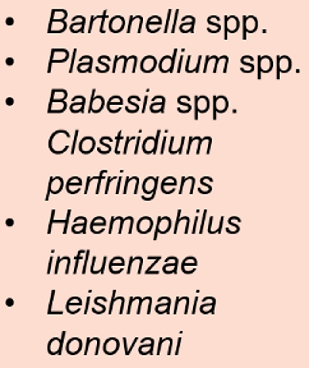 <p>infections causing</p>