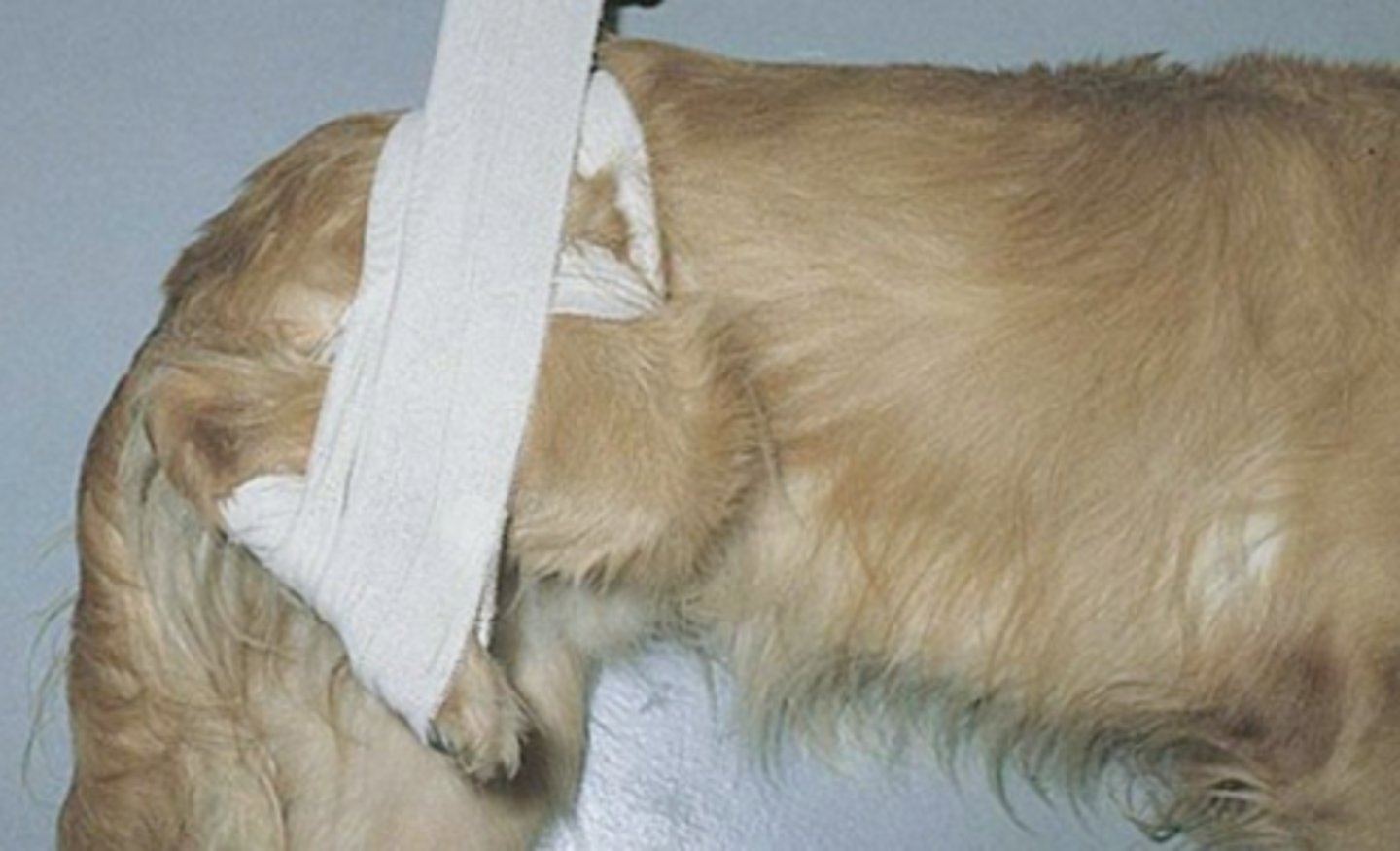 <p>What is the name of the sling used to prevent the pelvic limb from weight bearing, often used post hip reduction or acetabular fractures</p>