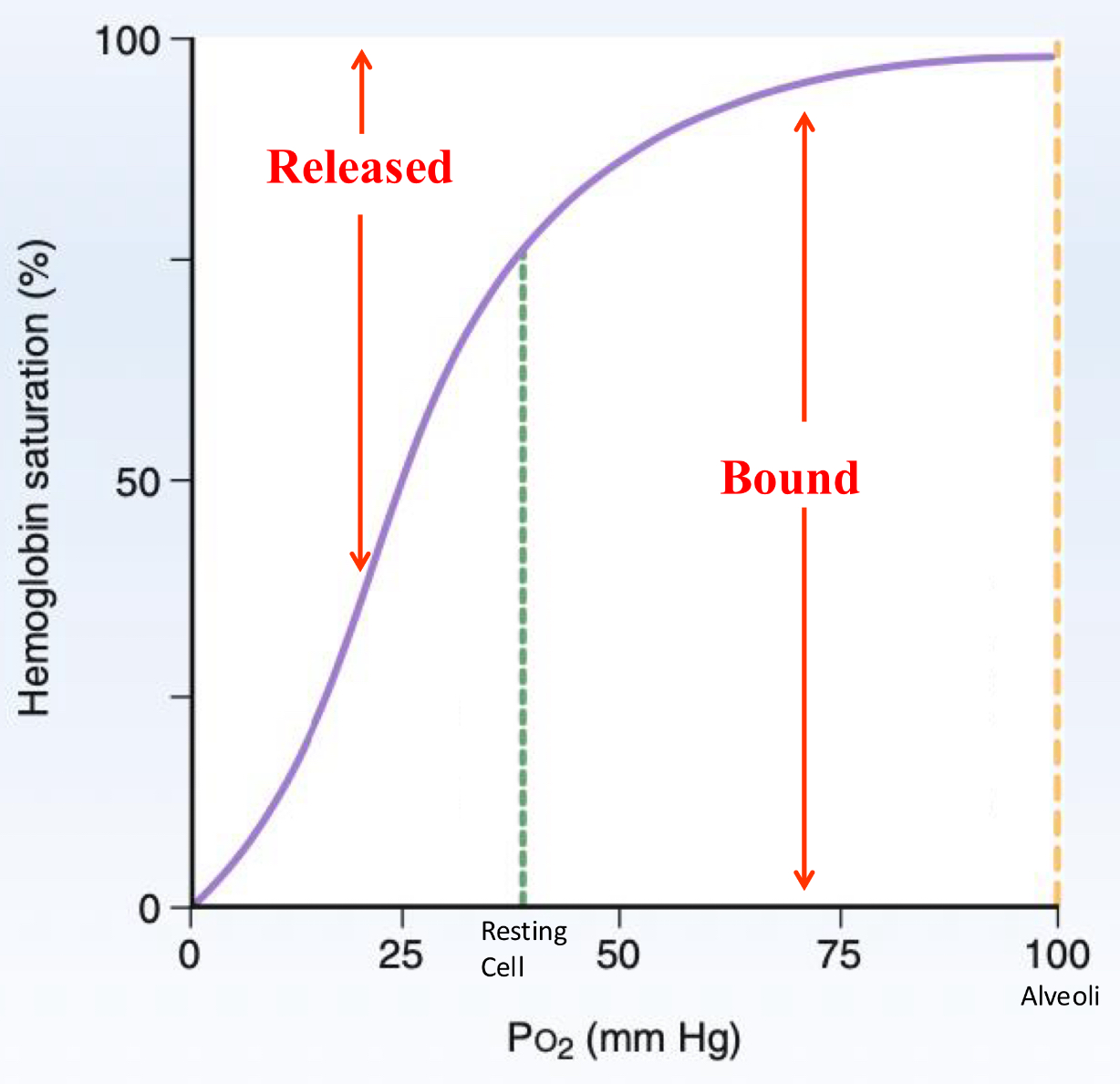 <p>1. Hemoglobin is at 75% saturation when it returns to the lungs, possessing the</p><p>highest affinity to O2 – perfect for O2 binding to Hgb at the lungs</p><p>2. When there is less O2 bound, Hgb’s affinity to O2 decreases, so more O2 will unbind. This is perfect for when you need to offload O2 quickly (think running away from tigers)</p>